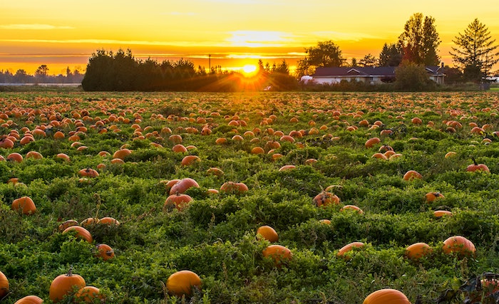 Pumpkin spice collagen smoothie